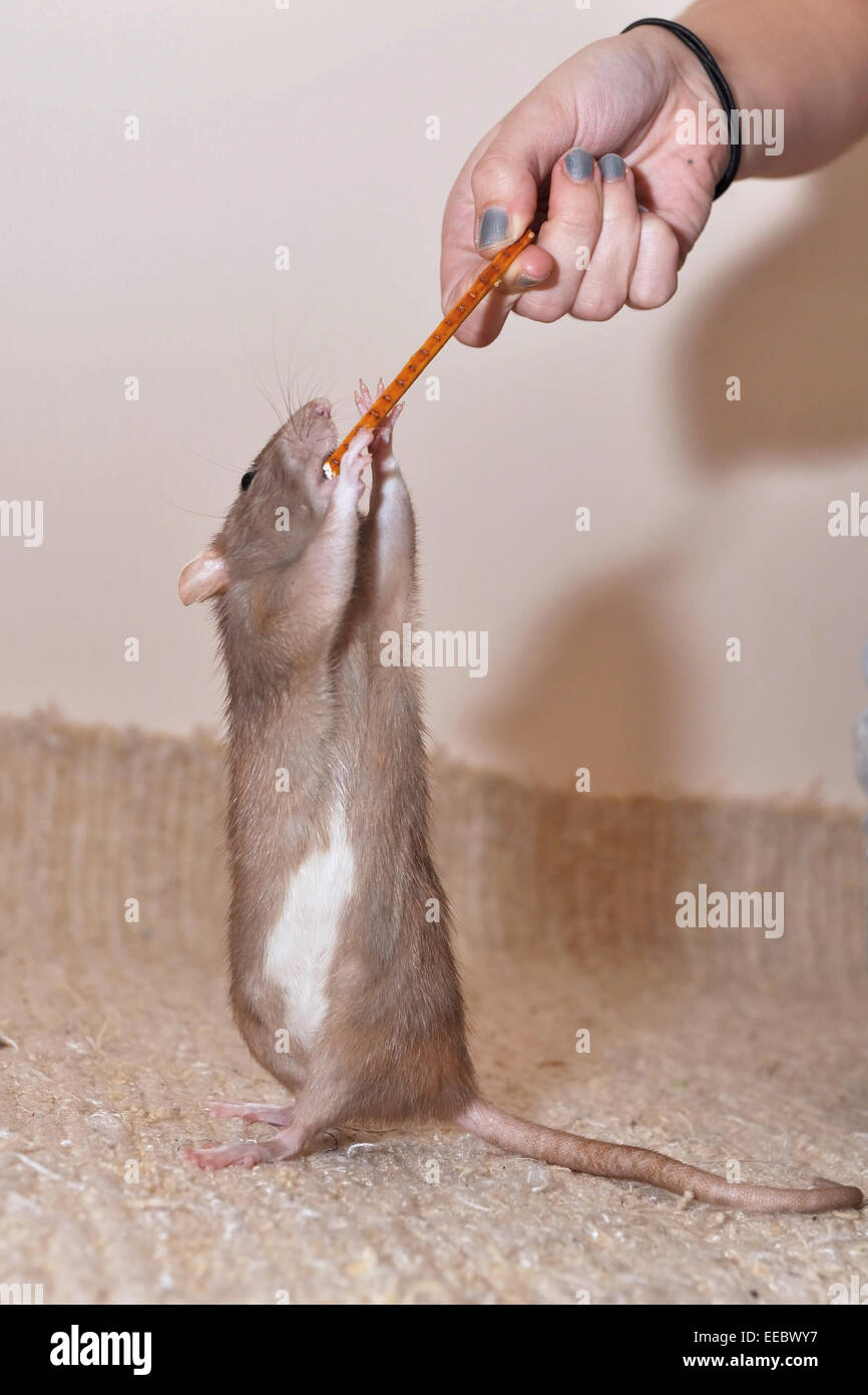 domestic rat Stock Photo