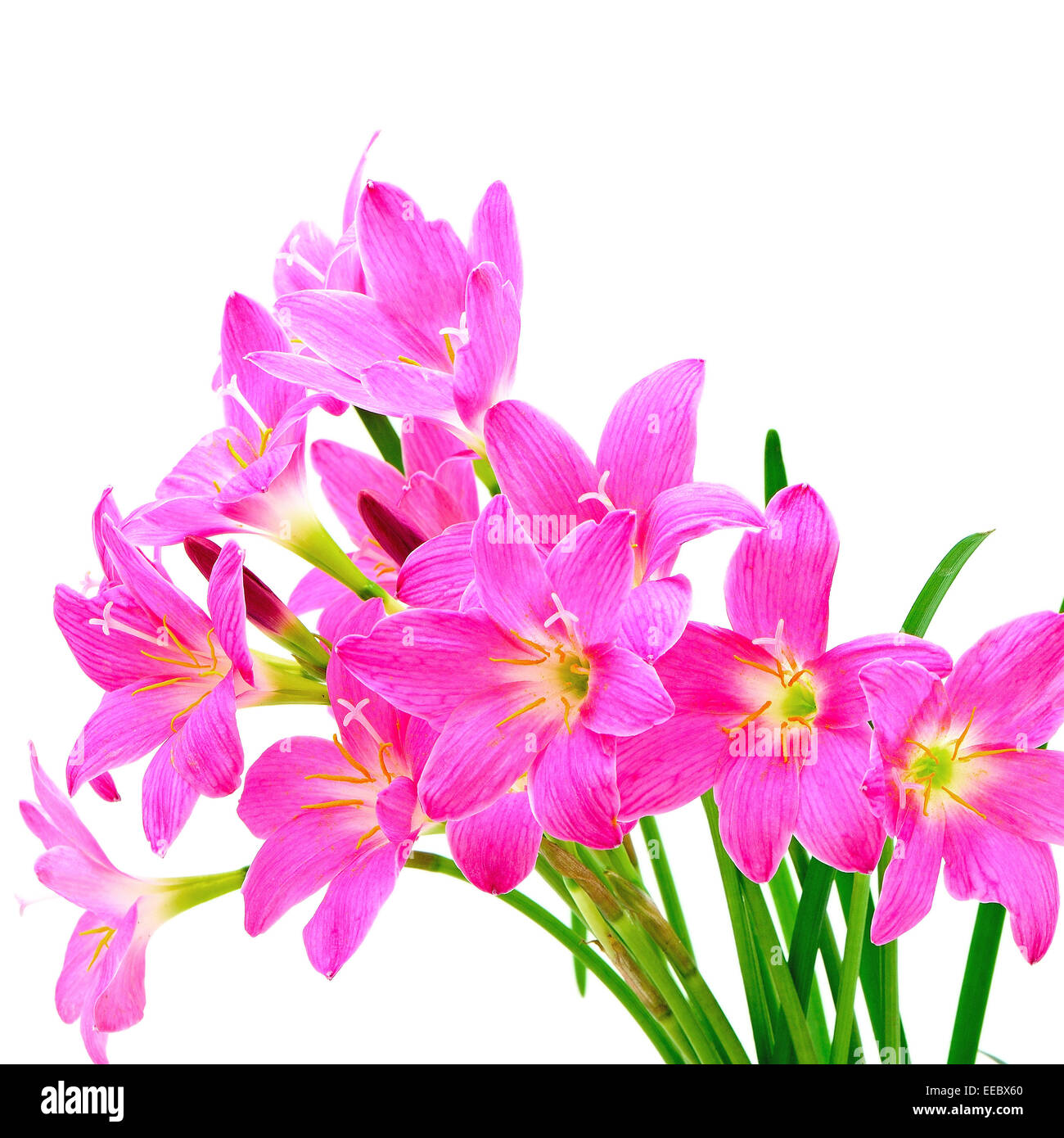 Tropical pink ground flower, Zephyranthes Lily, Rain Lily, Fairy Lily or Little Witches, isolated on a white background Stock Photo