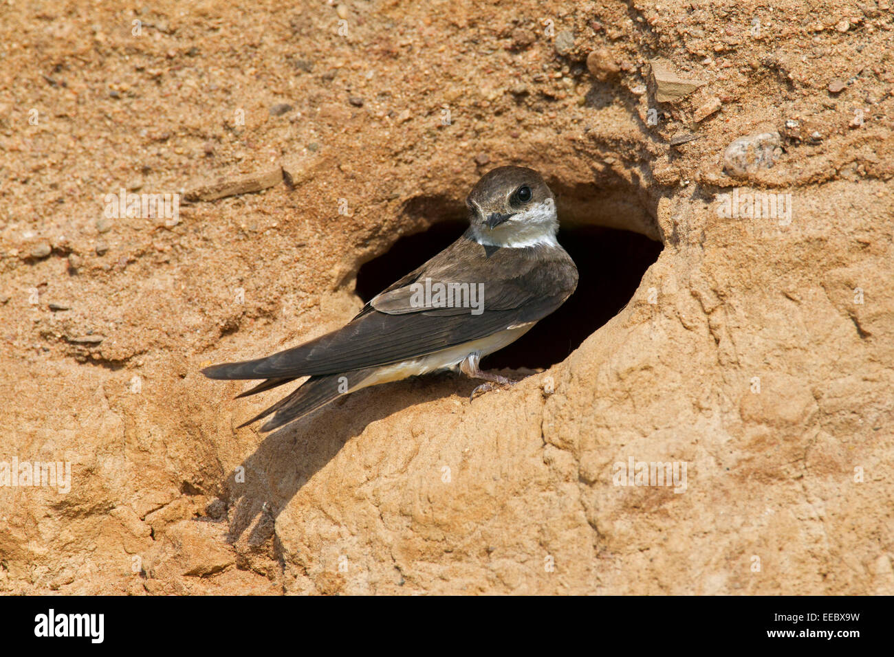 European sand martin / bank swallow (Riparia riparia) at nest hole in breeding colony on river bank Stock Photo