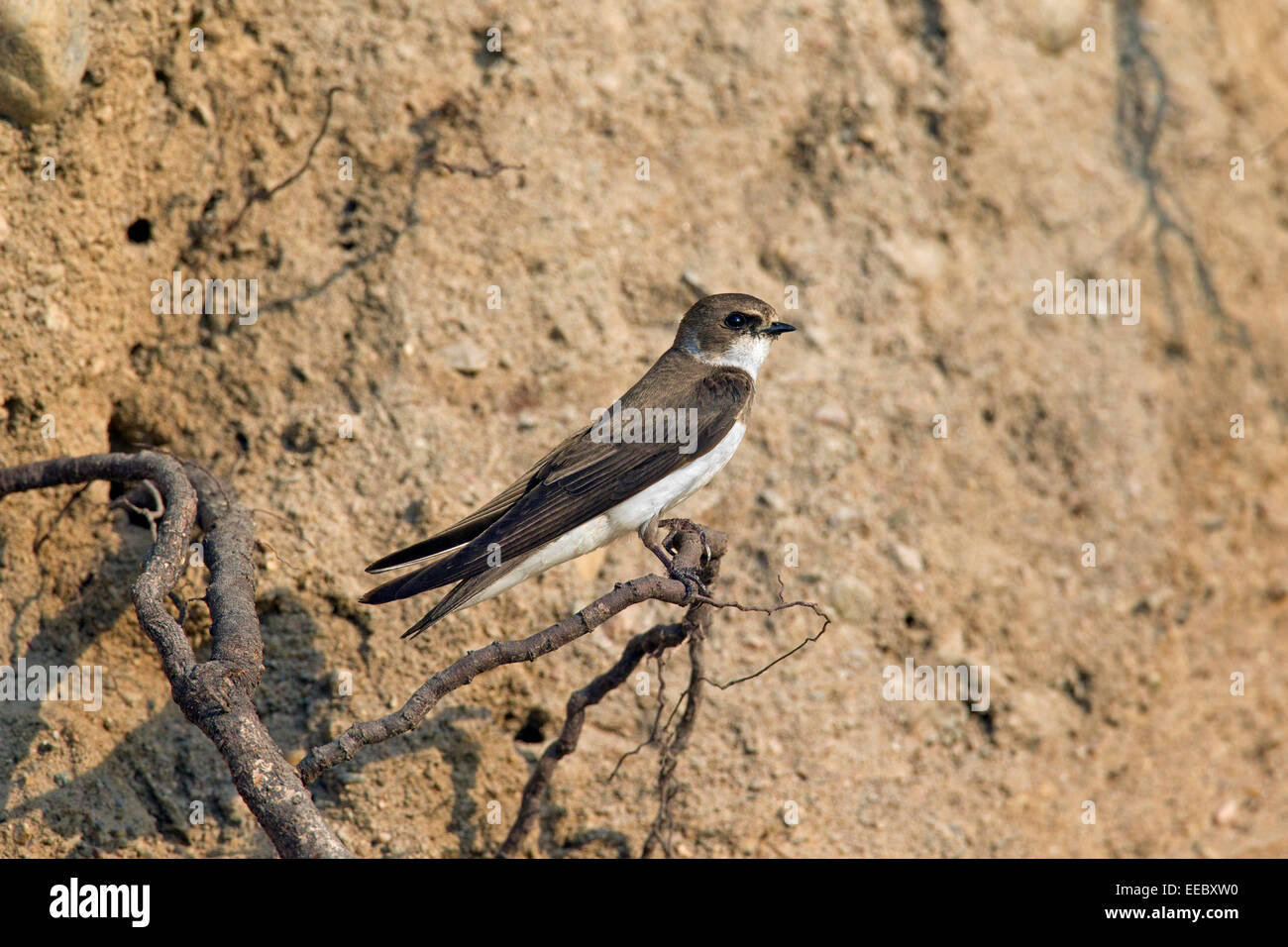 European sand martin / bank swallow (Riparia riparia) in breeding colony perched on tree root in riverbank Stock Photo