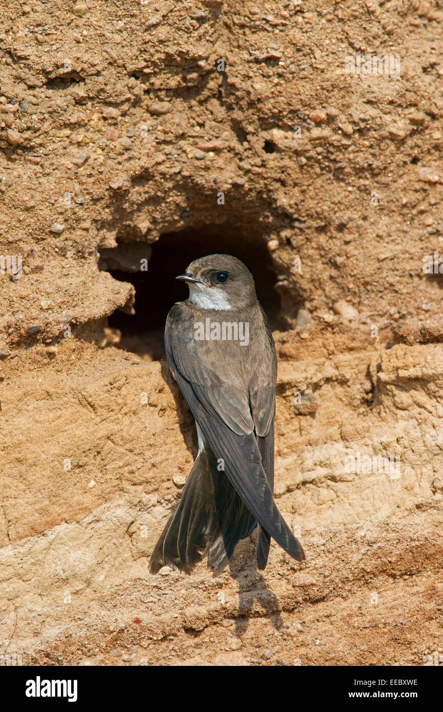 European sand martin / bank swallow (Riparia riparia) at nest hole in breeding colony on river bank Stock Photo