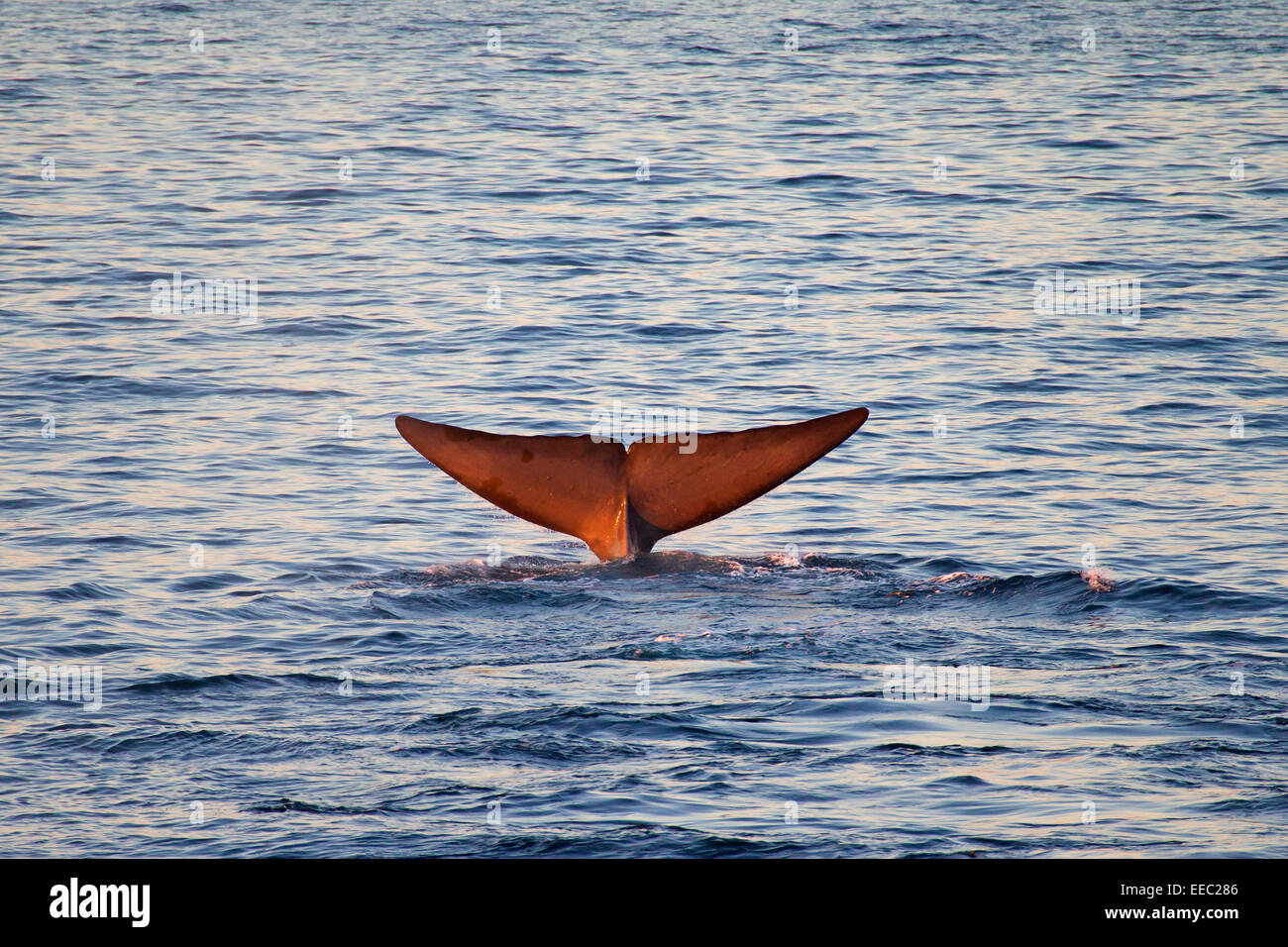 Blue whale (Balaenoptera musculus) lifting its tail flukes to dive for feeding Stock Photo