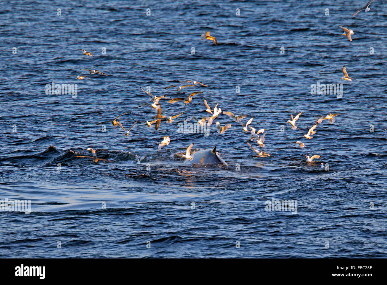 Seagulls swarming over surfacing blue whale (Balaenoptera musculus) Stock Photo