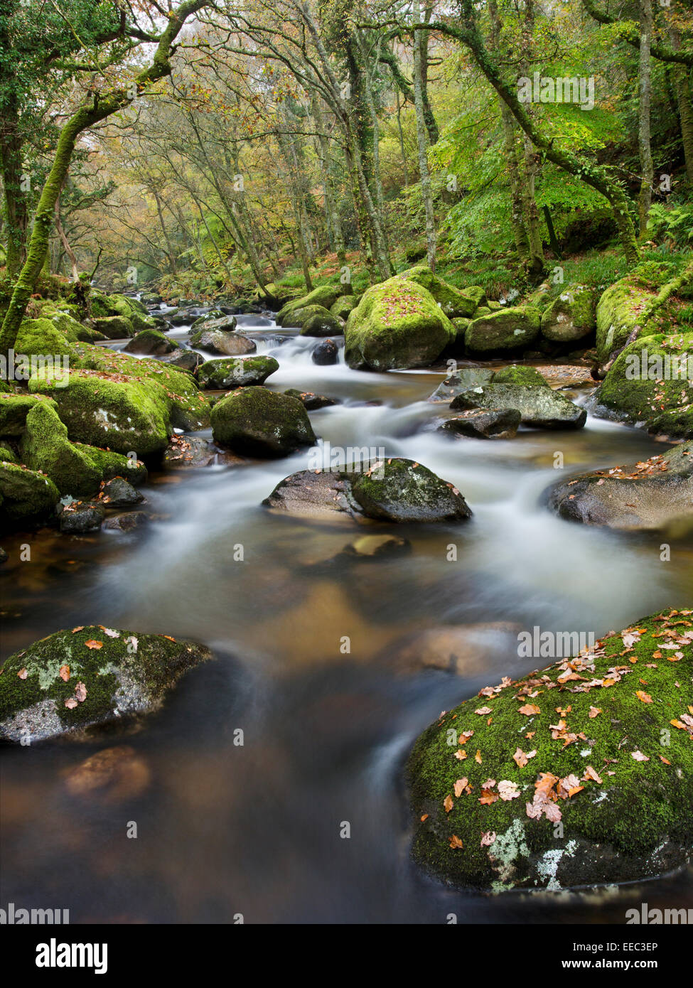 Rivecor Plm View along the River Plym flowing through Dewerstone Woods in Devon ...