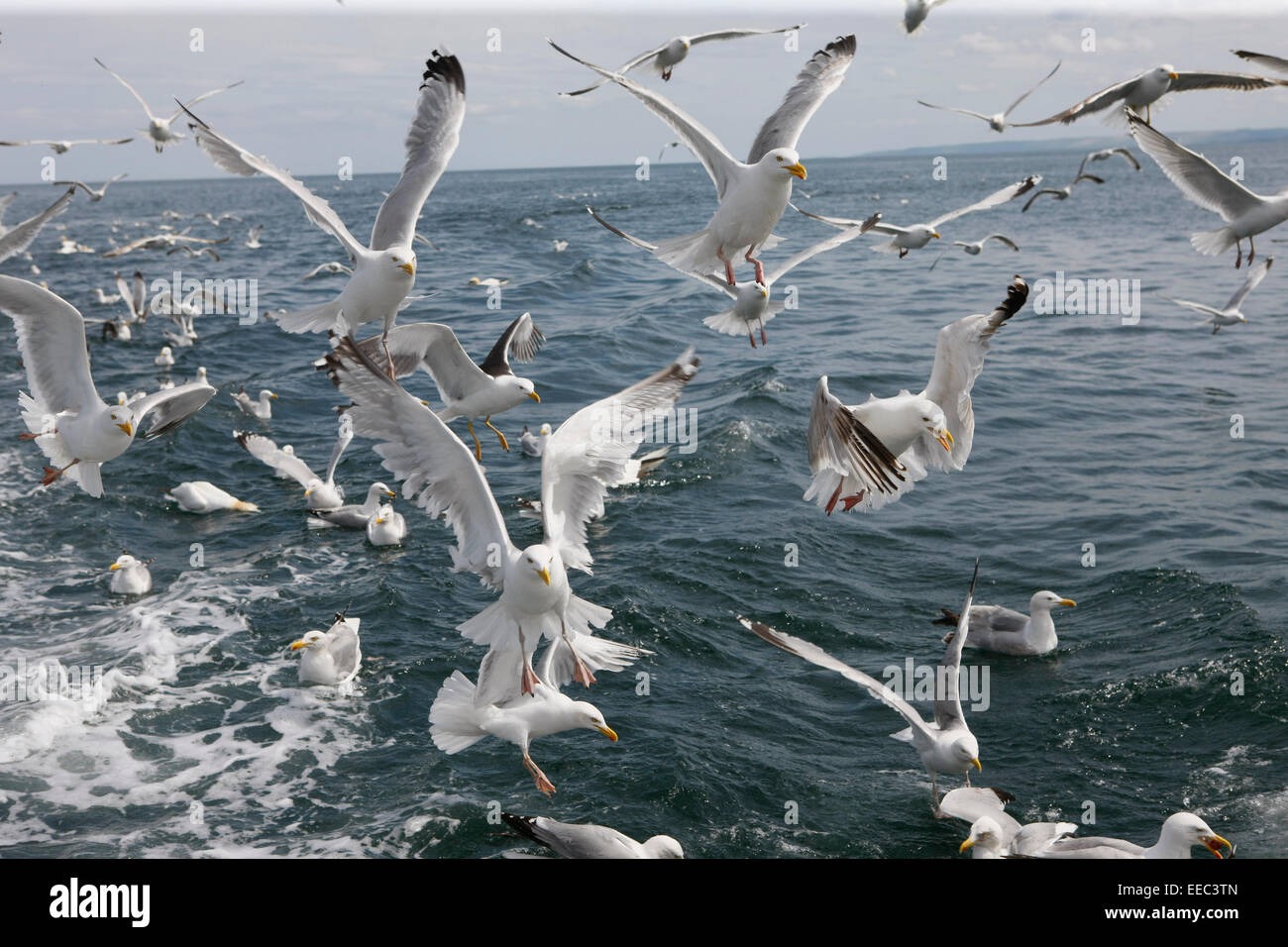 Herring gulls feeding off the back of a fishing boat Stock Photo Alamy