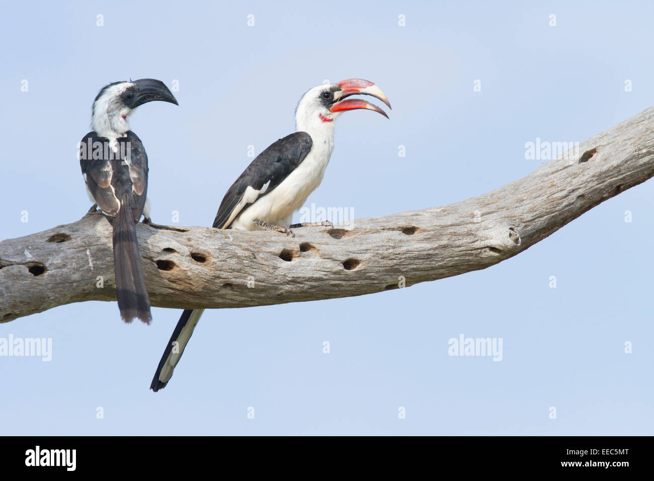 Pair of Von der Decken's Hornbills (Tockus deckeni) perched on a branch Stock Photo