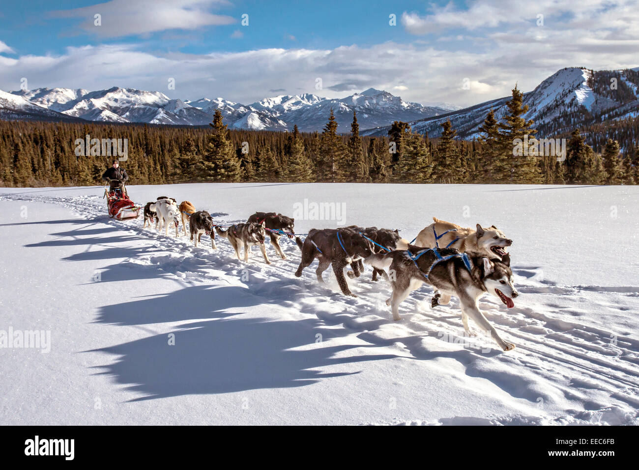 Dog sledding in Denali National Park Alaska Stock Photo Alamy