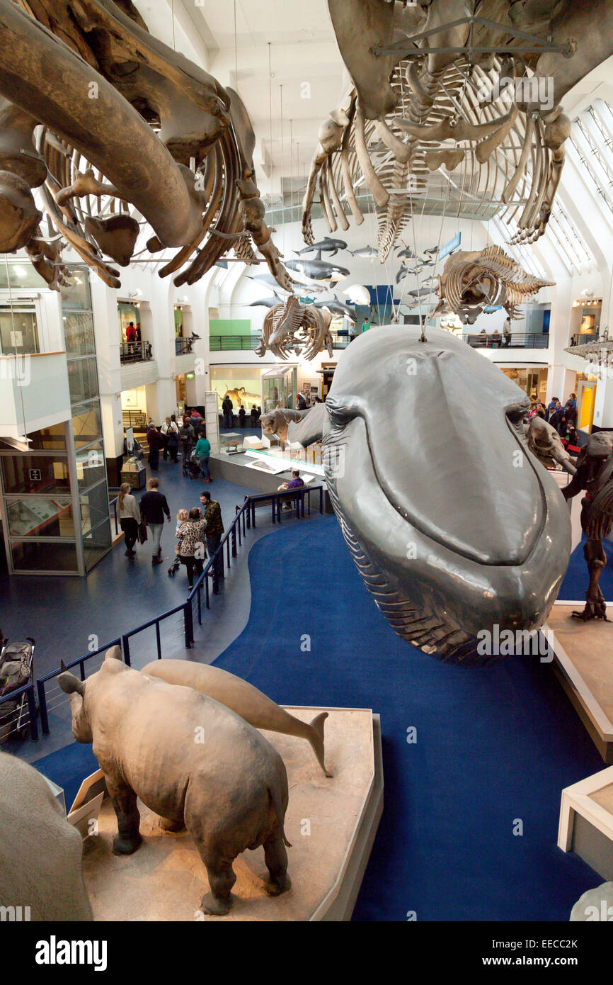 The Whale hall and Large Mammal Hall, interior of Natural History Museum, London UK Stock Photo