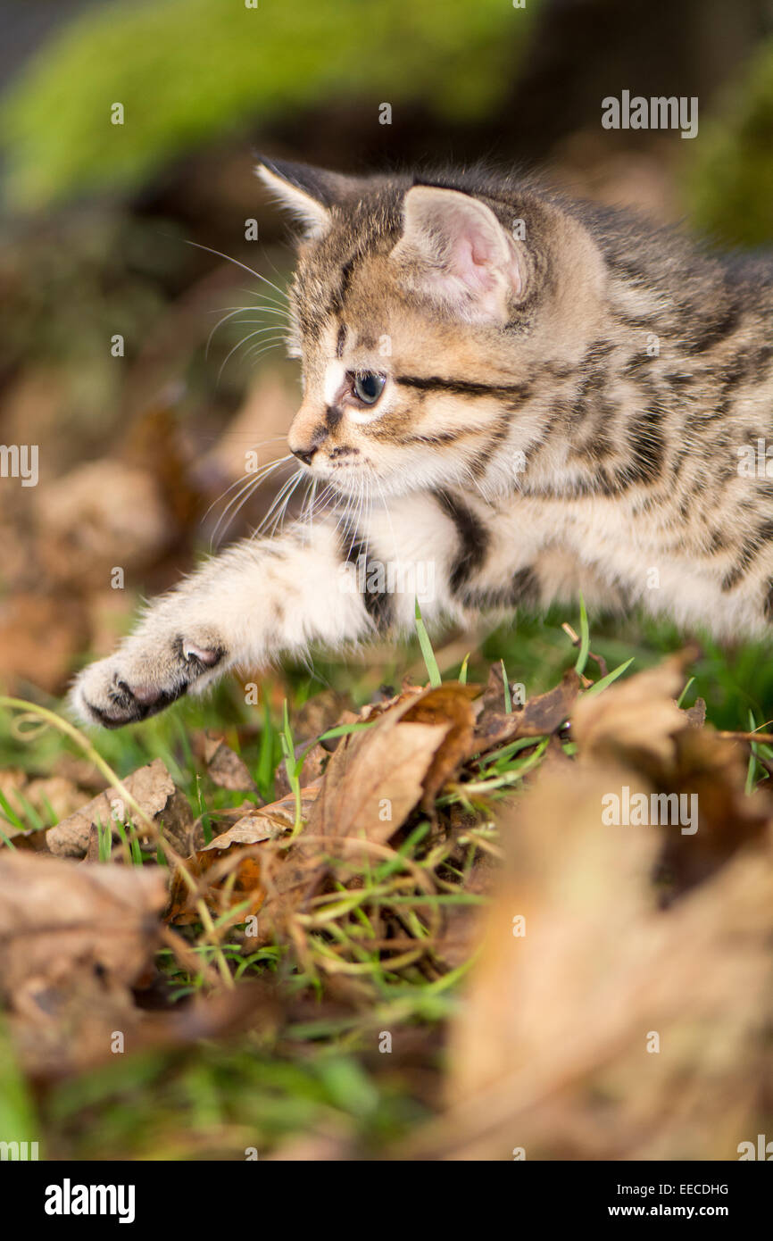 Tabby kittens playing outside in a wood, UK Stock Photo - Alamy