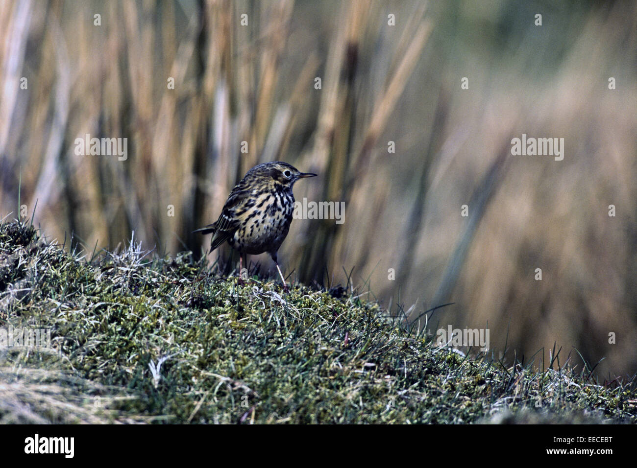 meadow pipit Stock Photo