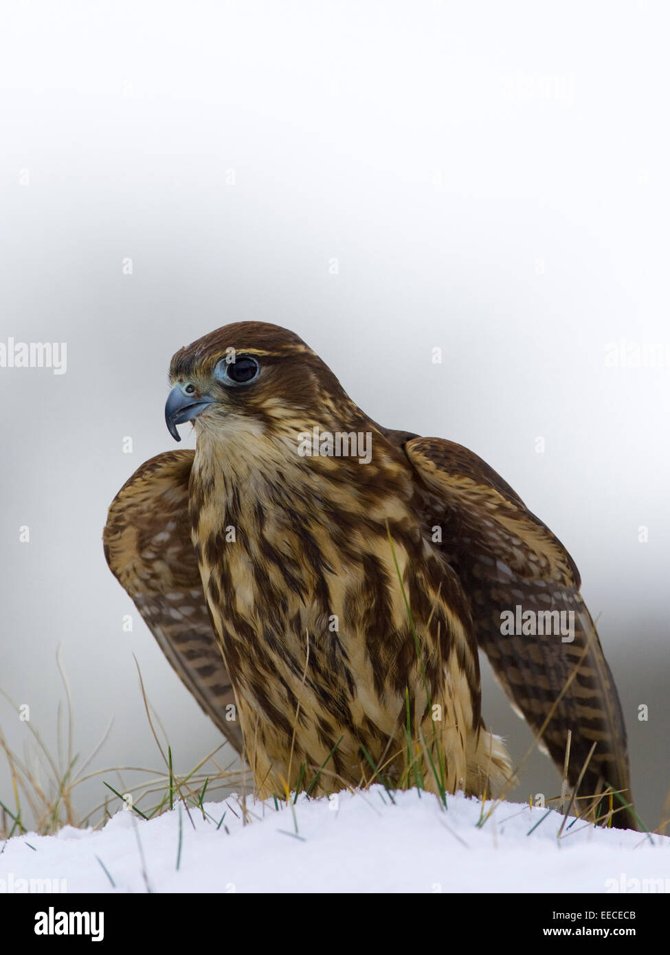 Merlin bird hi-res stock photography and images - Alamy