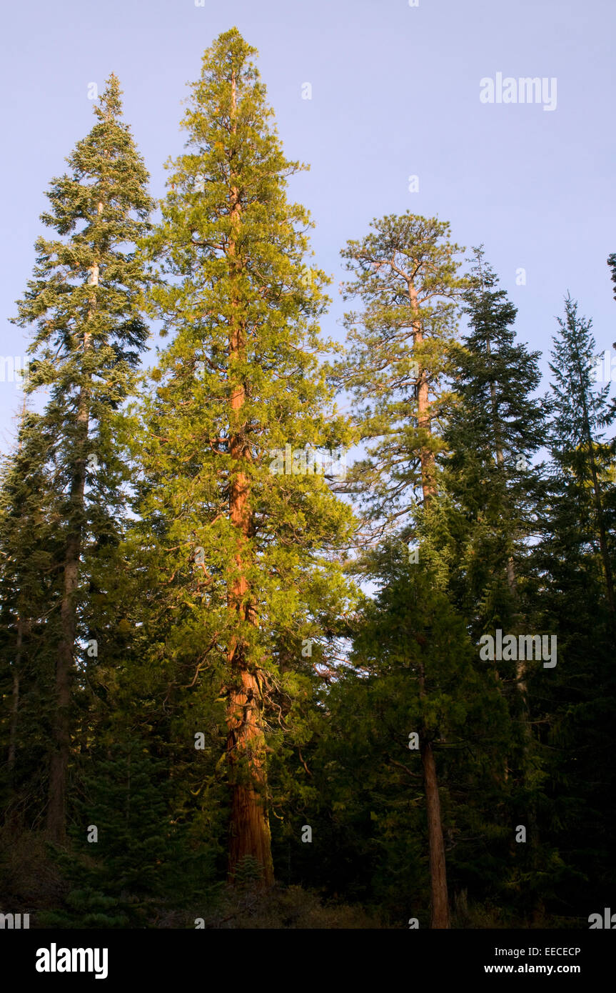 Sequoia sempervirens /sɨˈkɔɪ.ə sɛmpərˈvaɪərənz/ is the sole living species of the genus Sequoia in the cypress family Cupressace Stock Photo
