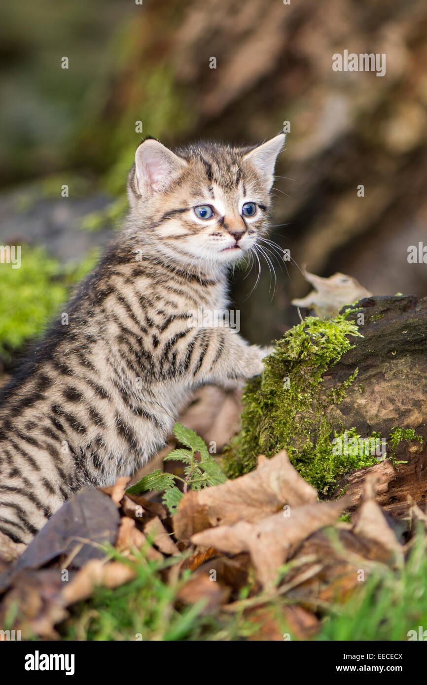 Tabby kittens playing outside in a wood, UK Stock Photo