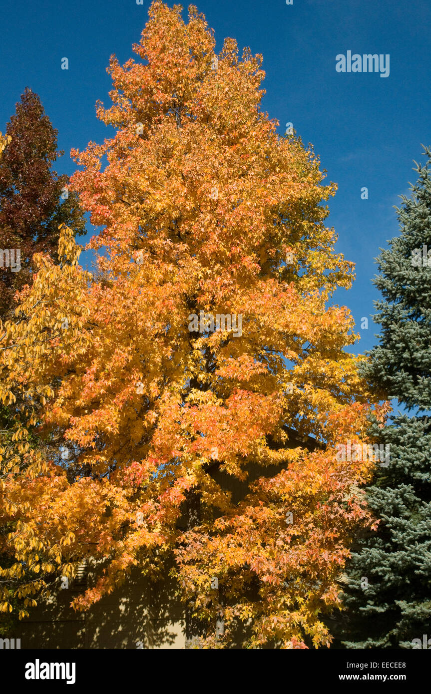 Autumnal aspen in Mount Shasta Siskiyou County USA Stock Photo