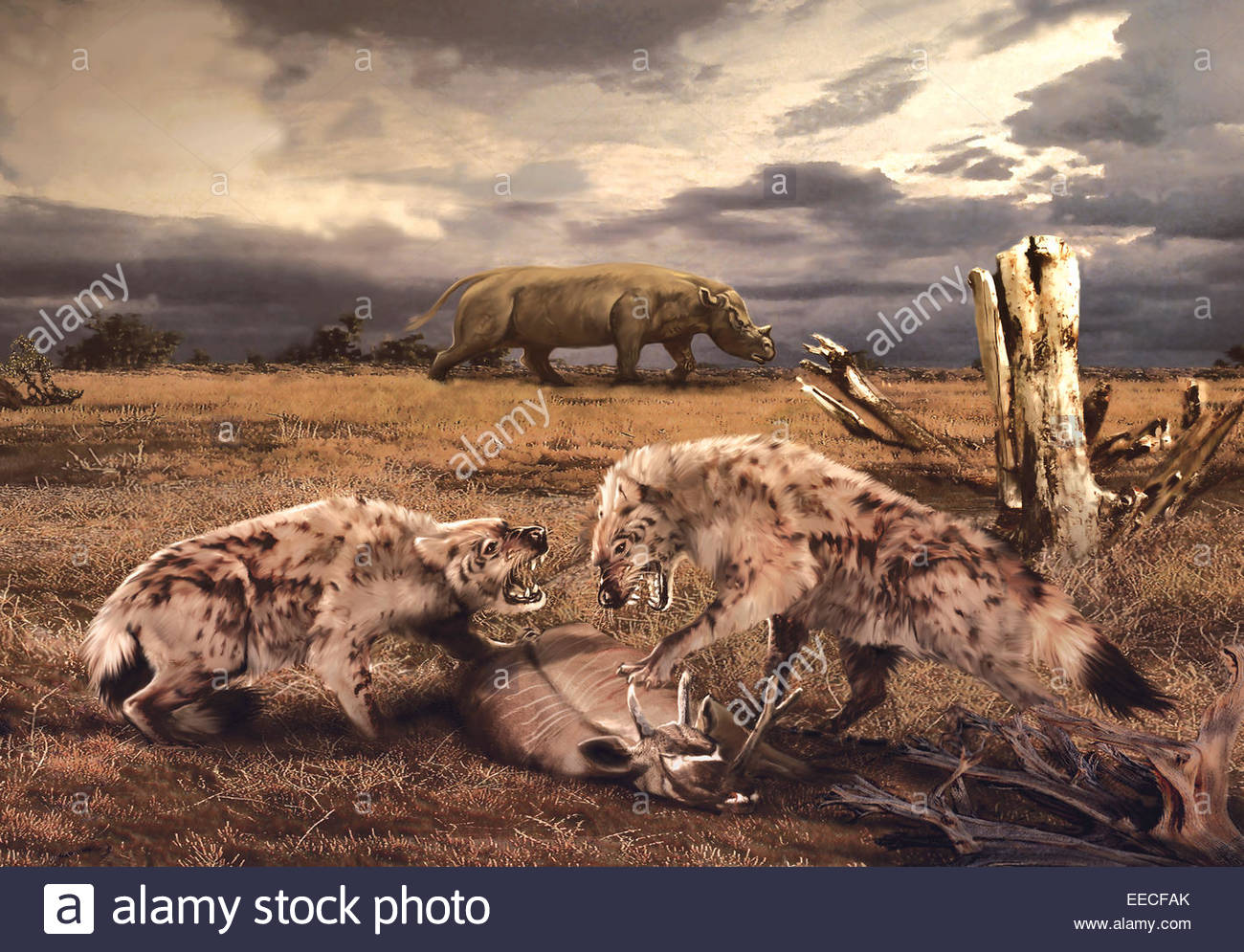 Oligocene Miocene Stock Photos & Oligocene Miocene Stock Images Alamy