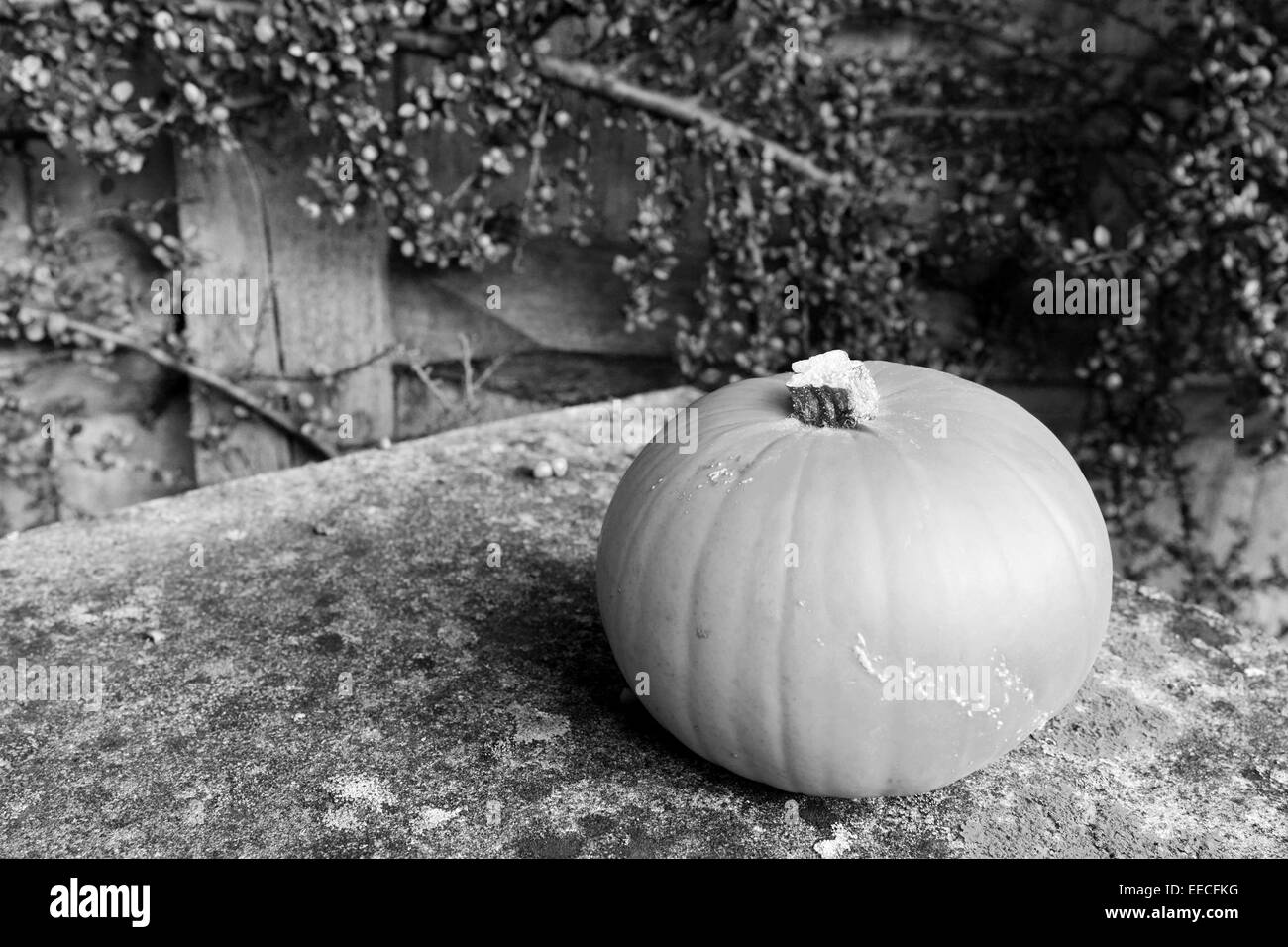 Pumpkin on lichen-covered stone bench in front of cotoneaster - monochrome processing Stock Photo