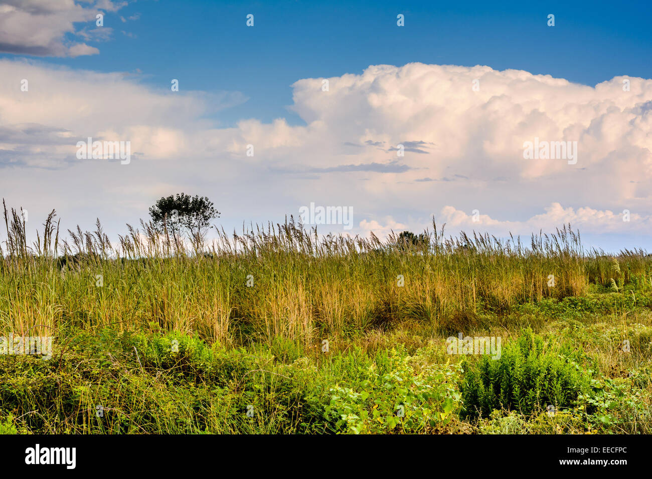 Vegetation by the beach in Montenegro Stock Photo - Alamy