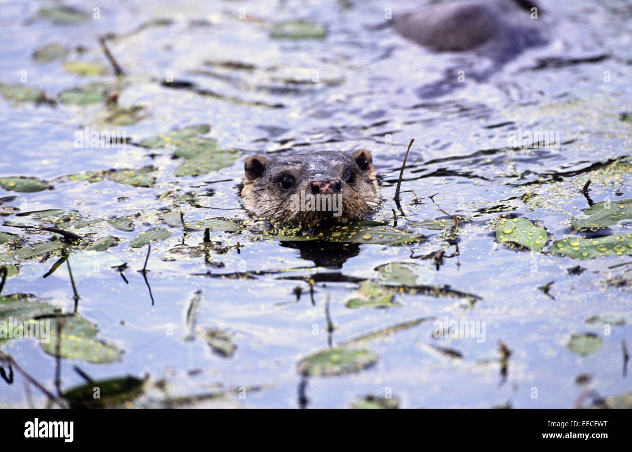 Swimming Otter Stock Photo