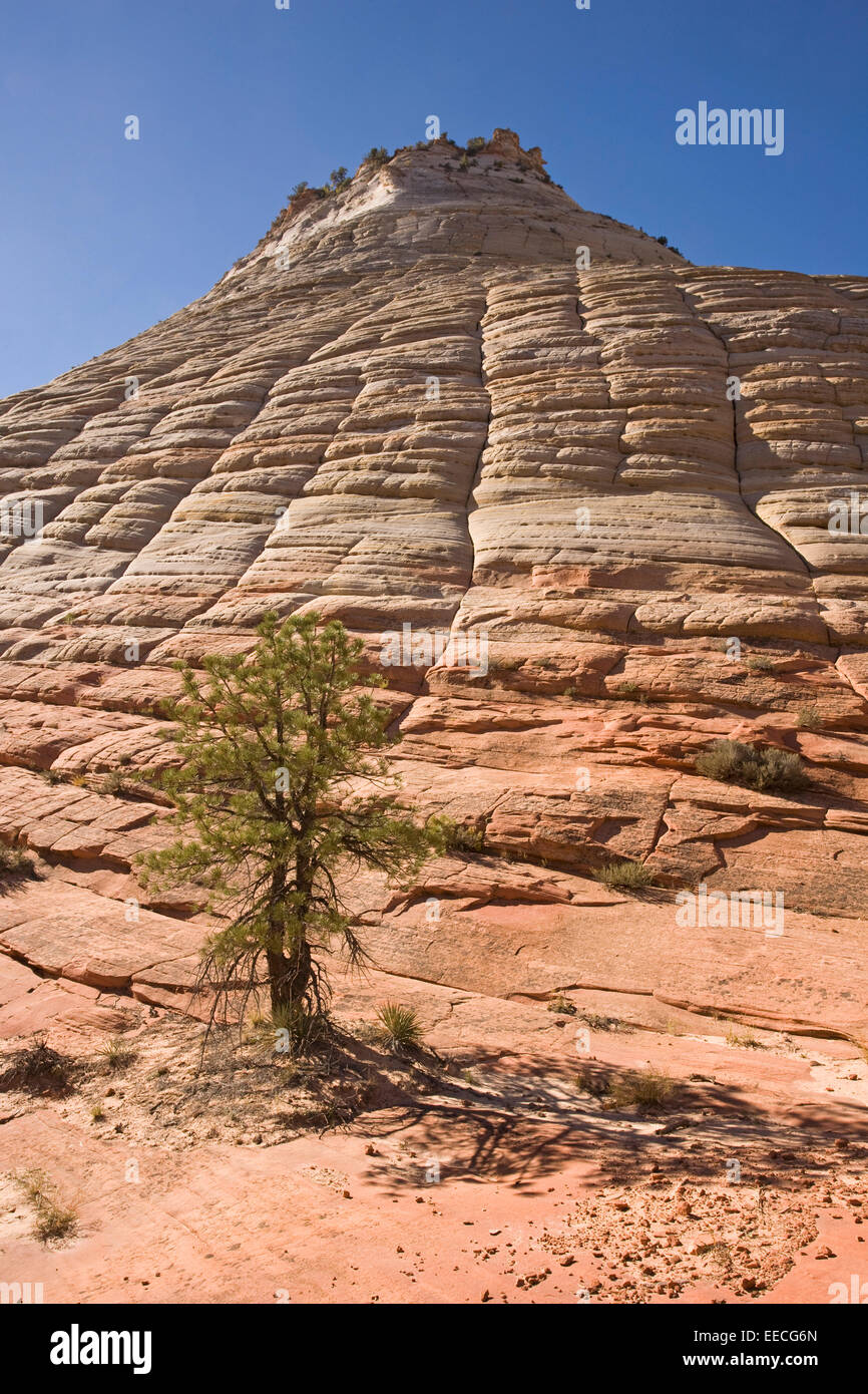 Lone pine and Checkerboard Mesa. Zion NP, Utah. Stock Photo