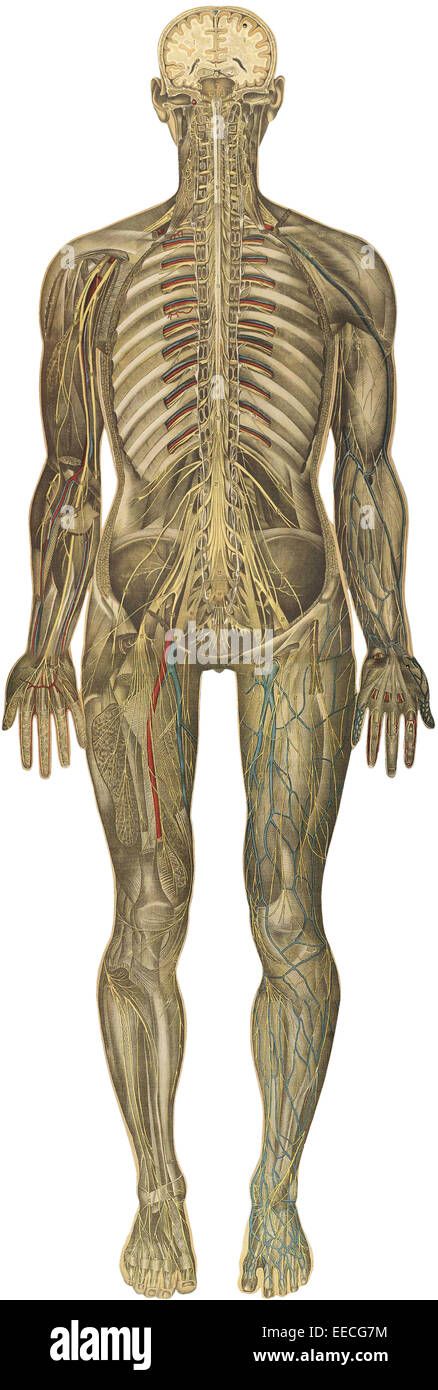 The human body with superimposed colored plates, by Julien Bougle, circa 1899. Stock Photo