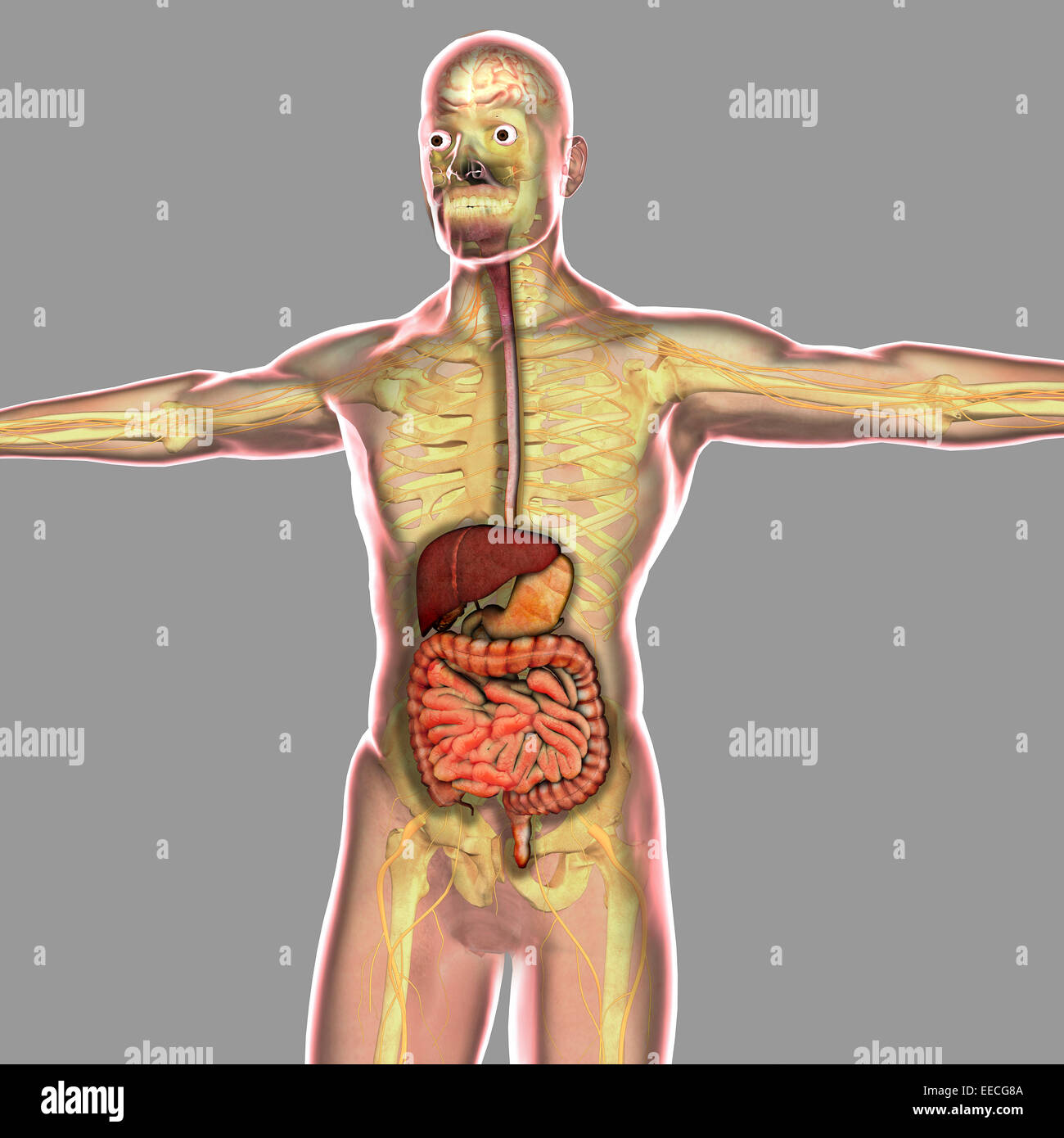 Human digestive system. Stock Photo