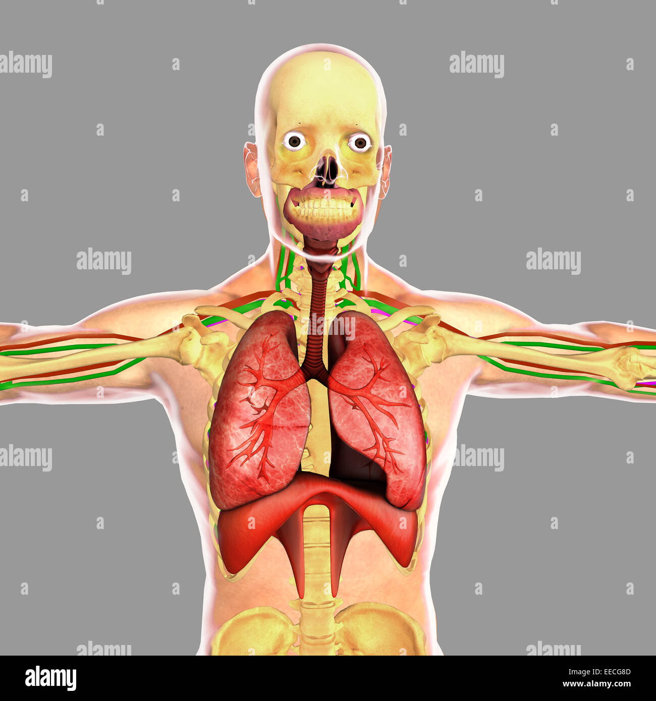 Human respiratory system. Stock Photo