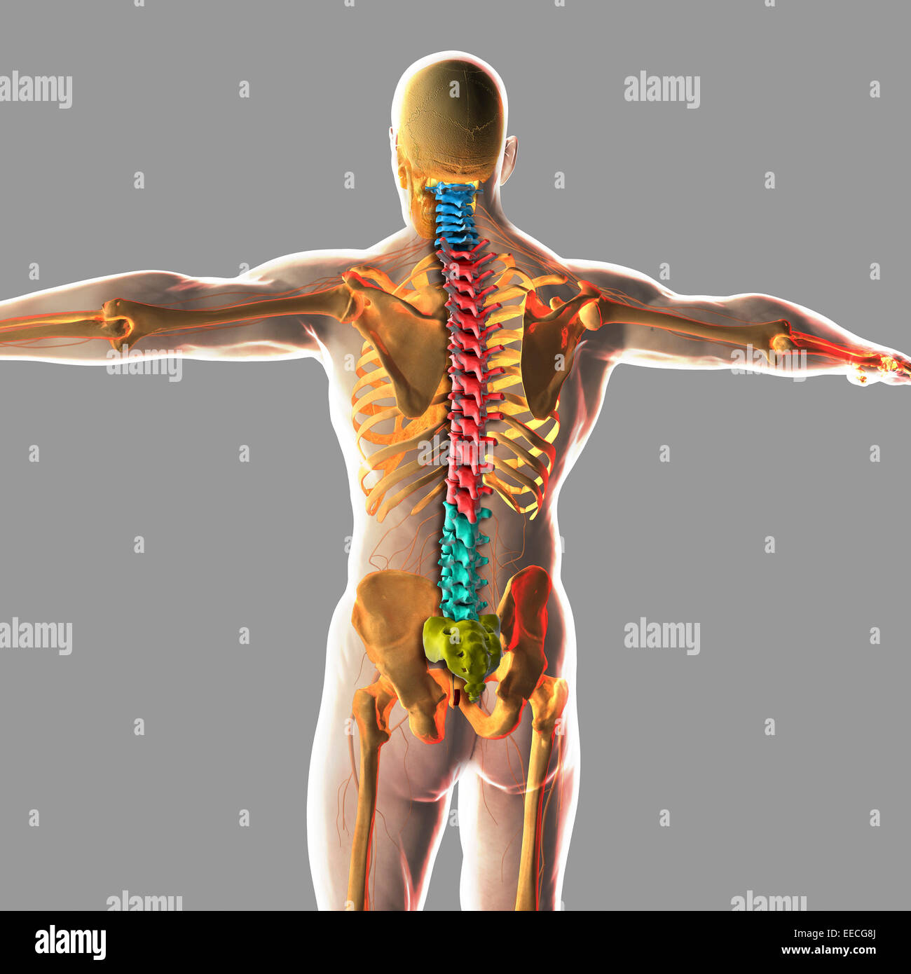 Human spinal cord. Stock Photo