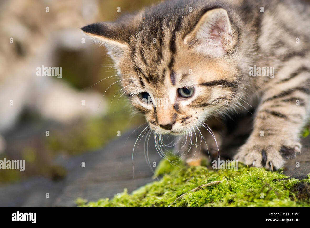 Tabby kittens playing outside in a wood, UK Stock Photo - Alamy