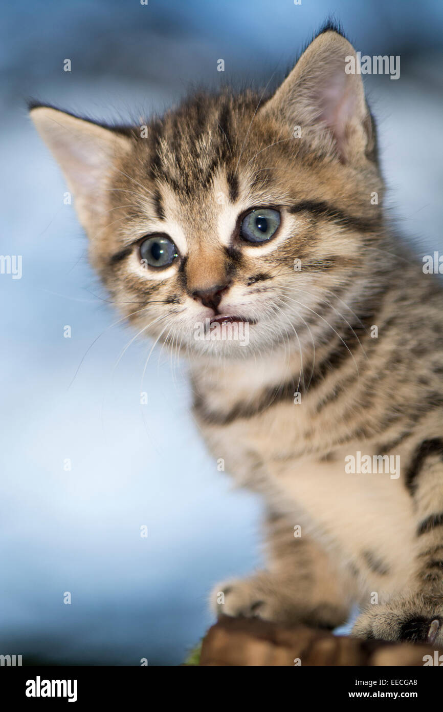 Tabby kittens playing outside in a wood, UK Stock Photo - Alamy