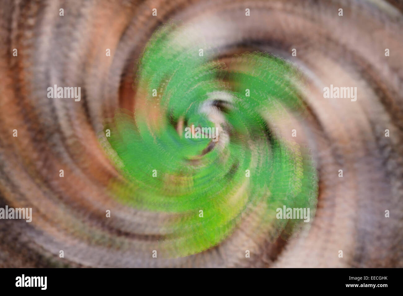 Fern, abstract view of a fern using multiple exposures, Nottinghamshire, UK Stock Photo