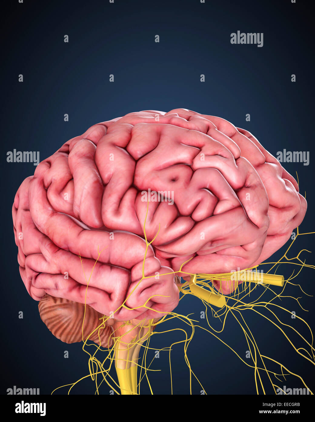 Human brain with nerves. Stock Photo