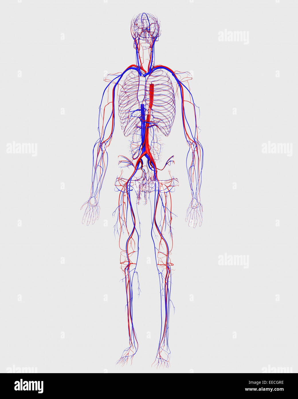 Human circulatory system. Stock Photo
