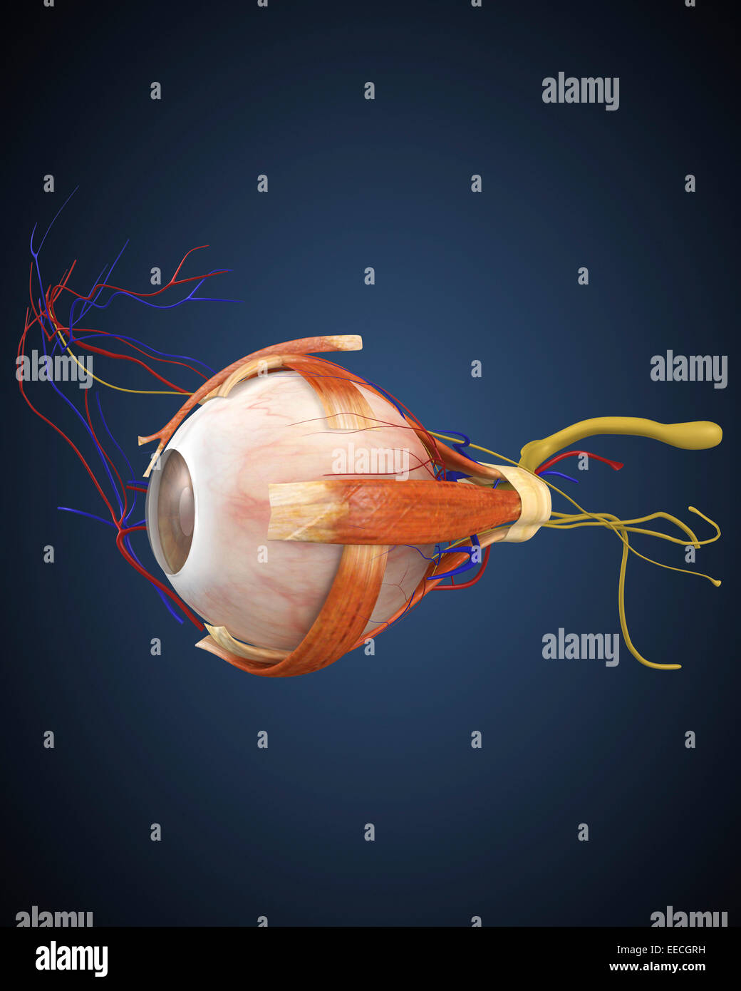 Human eye with muscles and circulatory system. Stock Photo