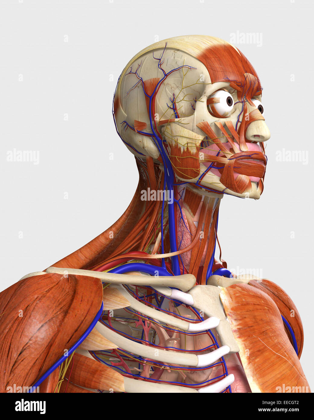 Side view showing human bones with muscles and circulatory system. Stock Photo
