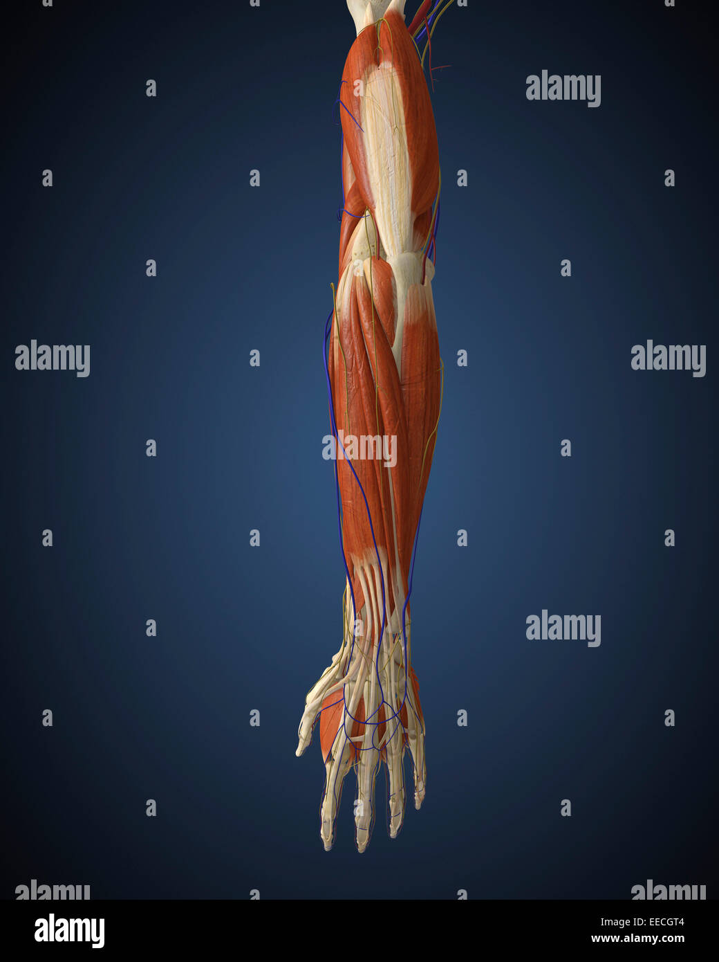 Human arm with bone, muscles and nerves. Stock Photo