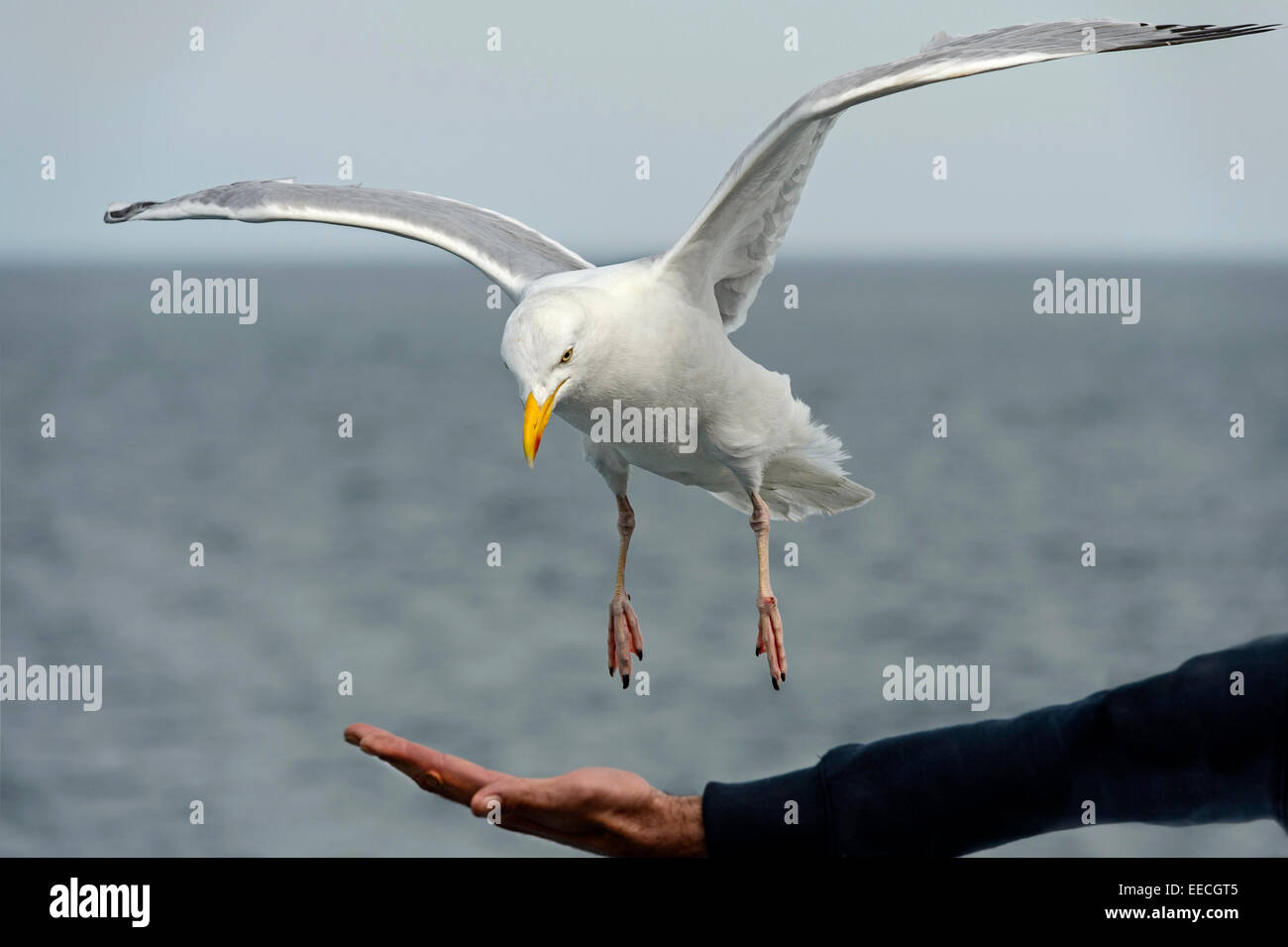 European herring gull (Larus argentatus) snaping in flight bread crumbs from a hand Stock Photo
