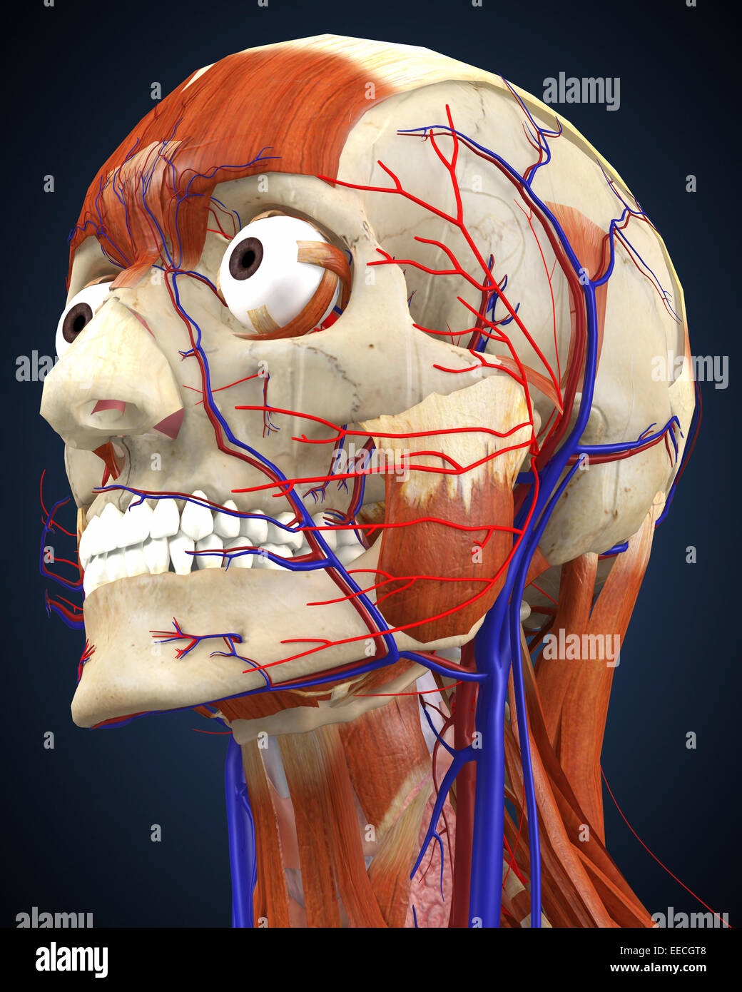 Human head with bone, muscles and circulatory system. Stock Photo
