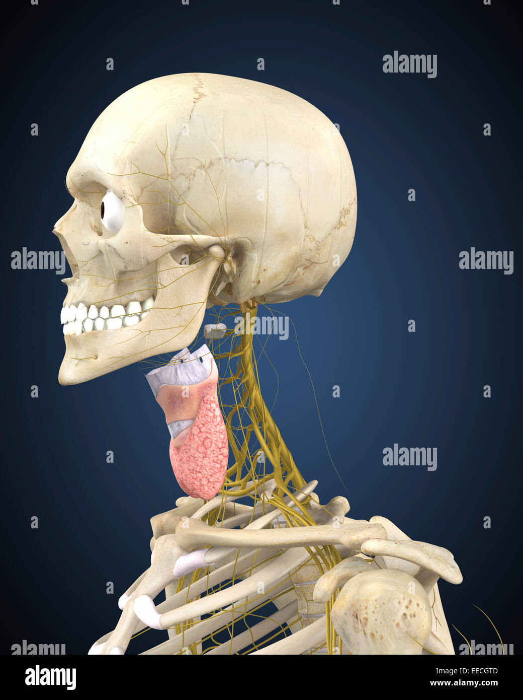 Human skeleton with nervous system and larynx organ of neck. Stock Photo