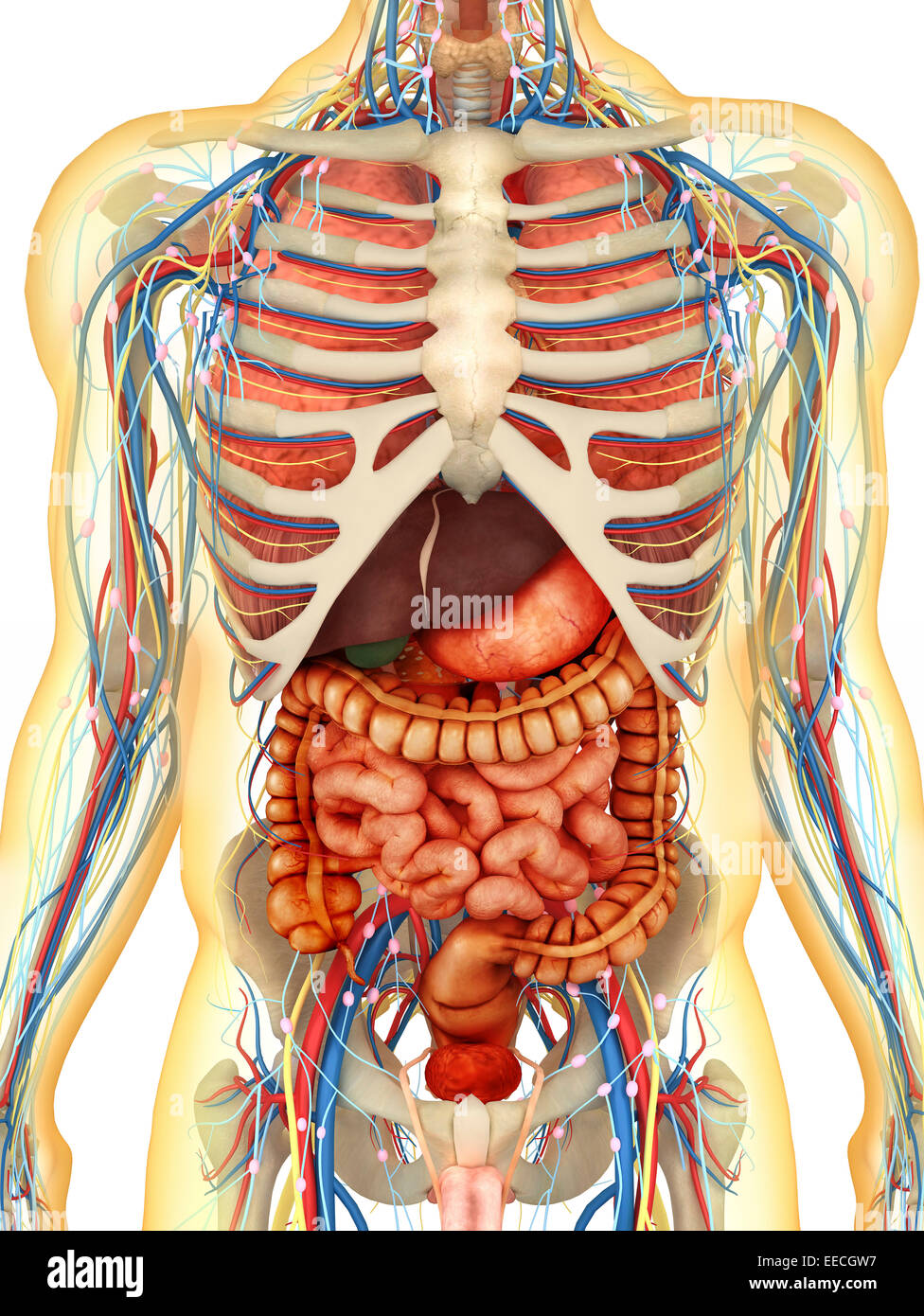 Transparent human body with internal organs, nervous system Stock Photo