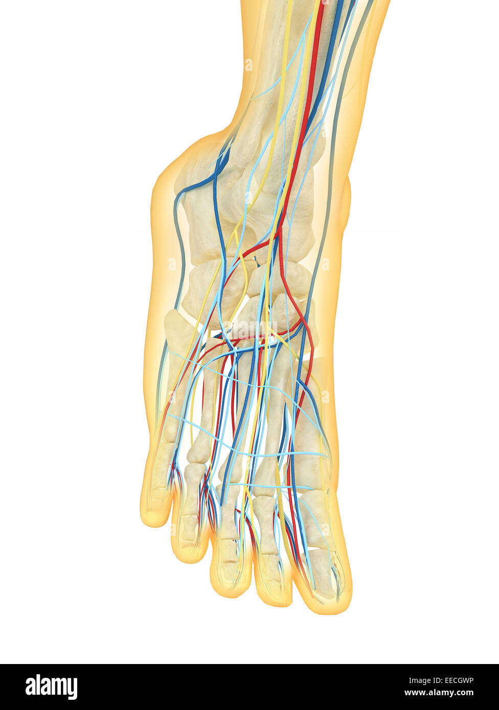 Human foot with nervous system, lymphatic system and circulatory system. Stock Photo