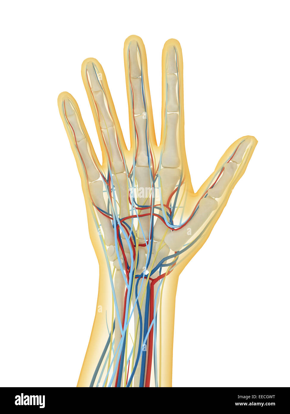 Human hand with nervous system, lymphatic system and circulatory system. Stock Photo