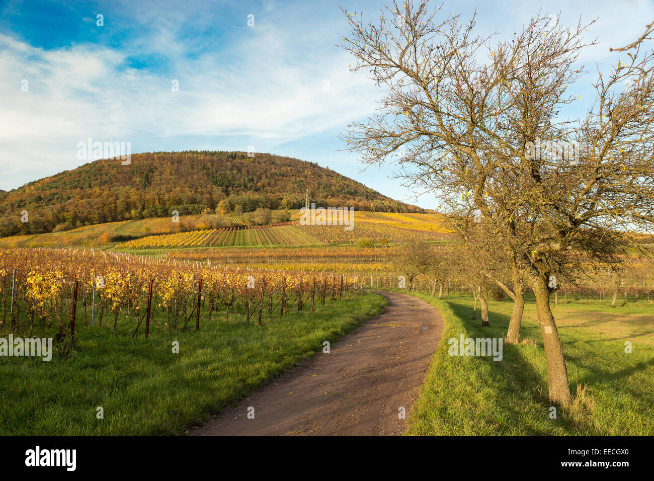 Vineyards in Pfalz at autumn time, Germany Stock Photo