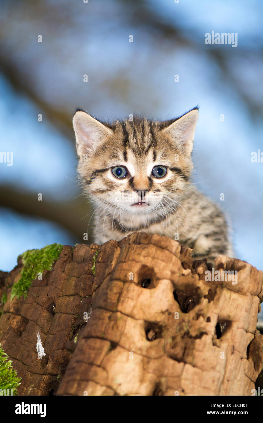 Tabby kittens playing outside in a wood, UK Stock Photo - Alamy