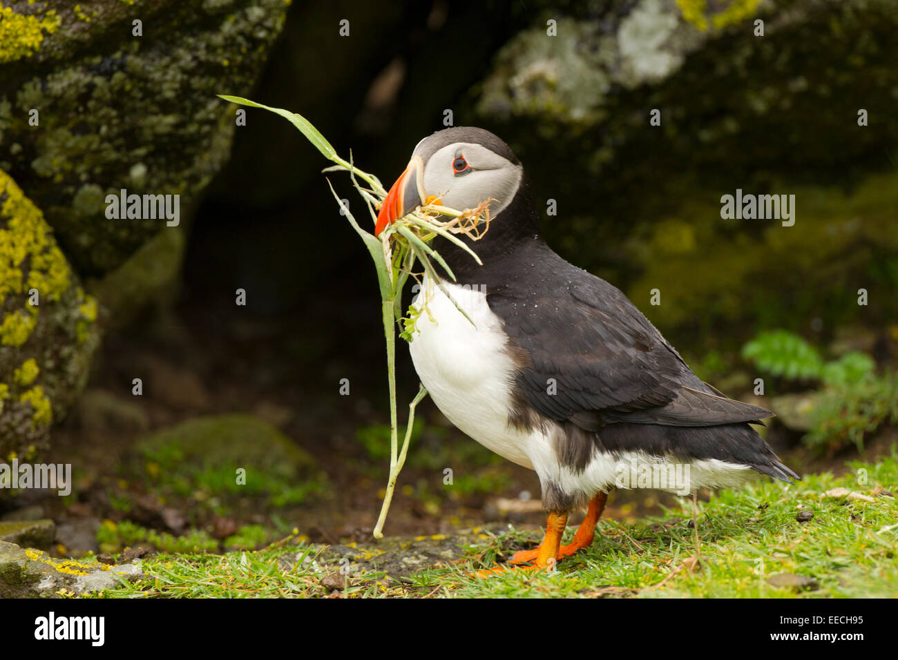 Puffin with nest material Stock Photo