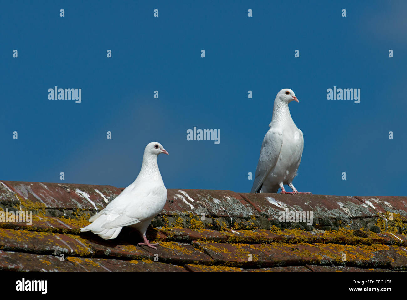 Pair of White Doves-Columba perched on lichen covered roof. Uk Stock Photo