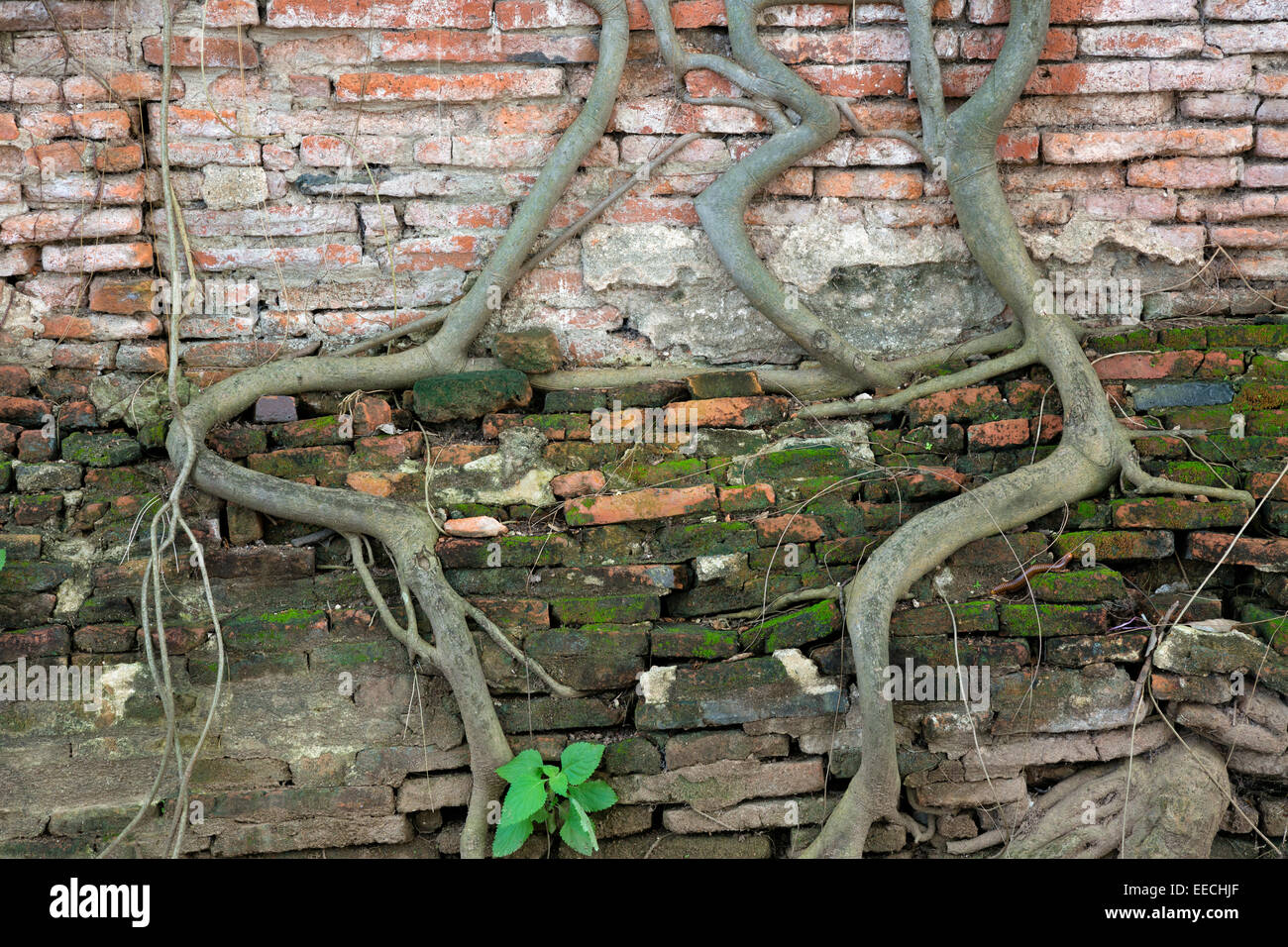 World roots hi-res stock photography and images - Alamy