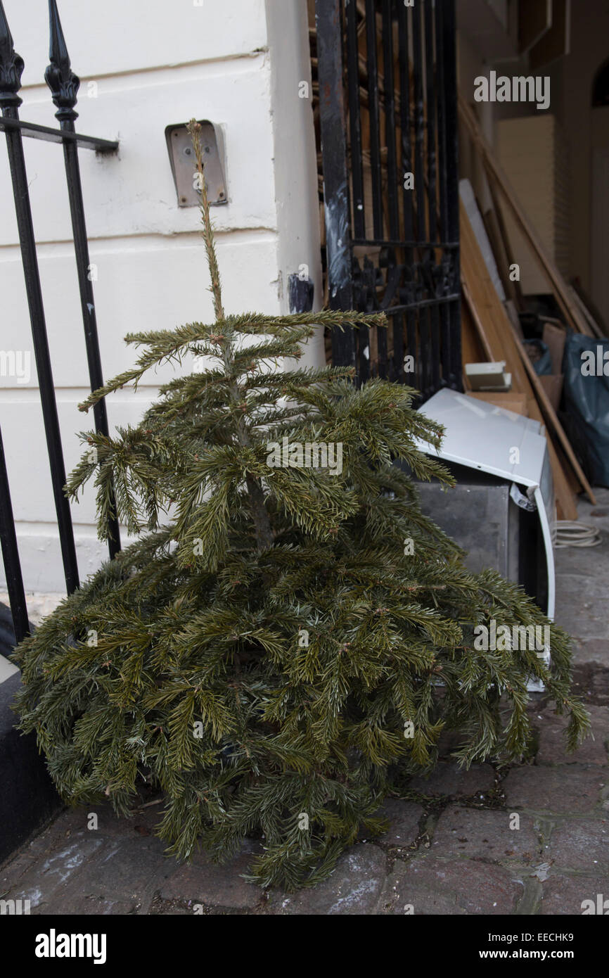 Christmas is over. Christmas trees left out for collection by the bin