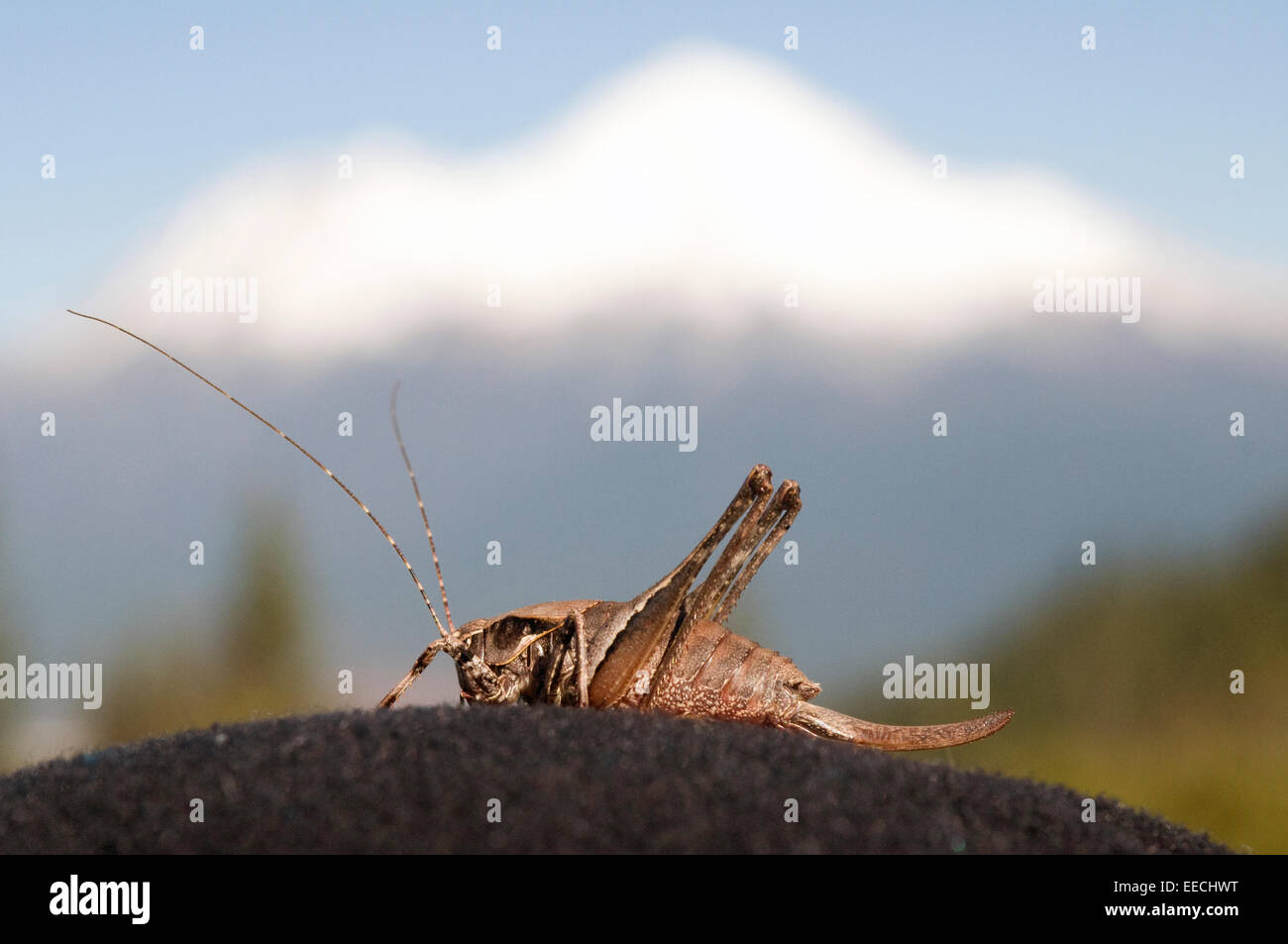 Cricket insect, Mount Shasta in distance Stock Photo
