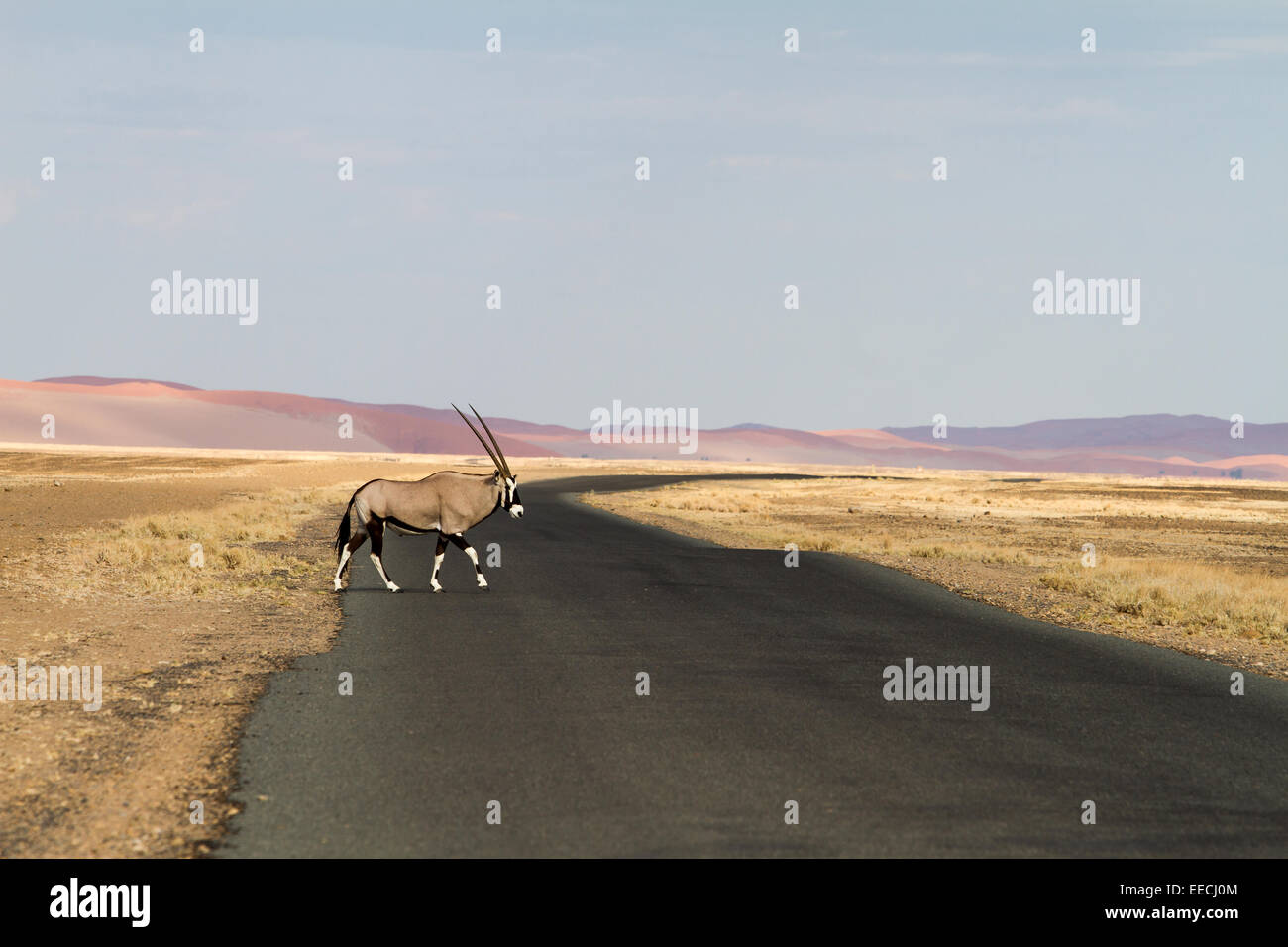 Oryx in the Sossusvlei desert, Namibia Stock Photo