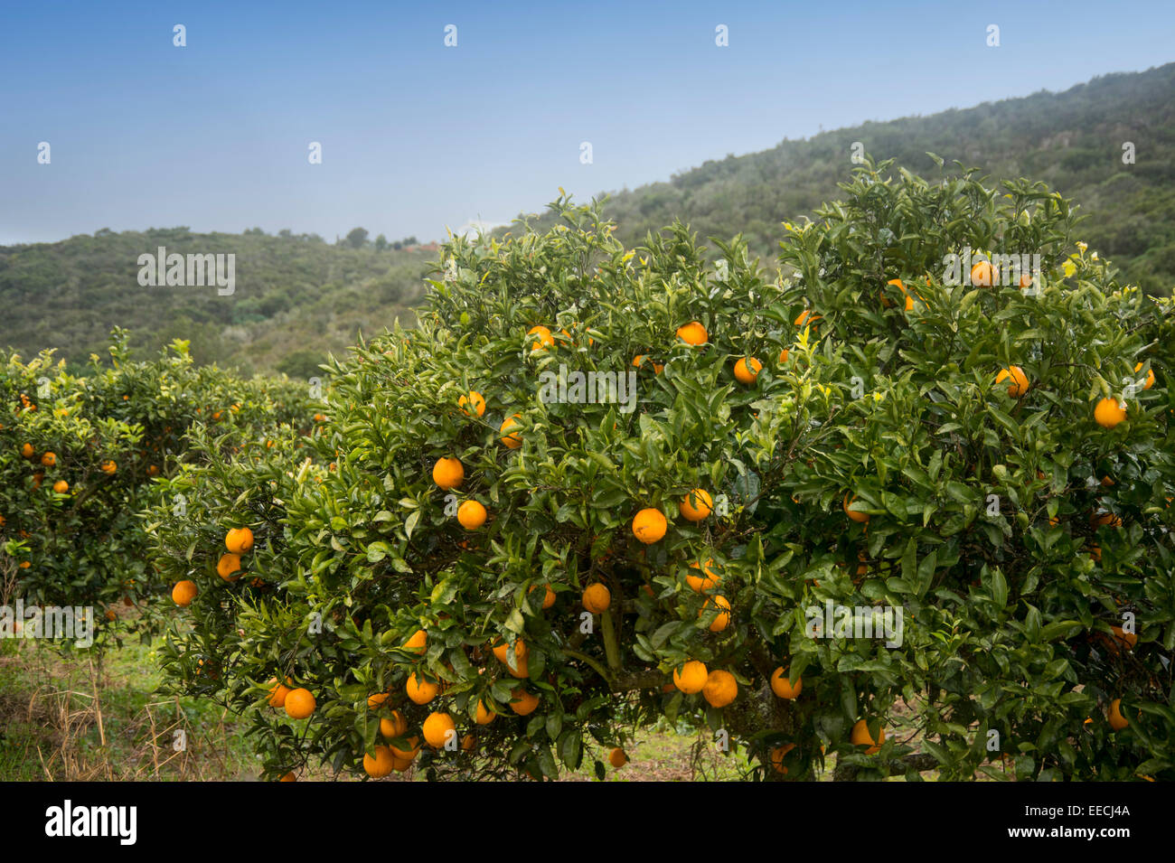 orange trees in Portugal Stock Photo